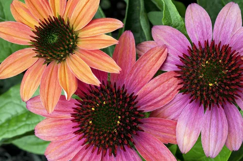 Miniatura 2 de 25 semillas de flor de hierba blanca y naranja rojo amarillo púrpura rosa blanco