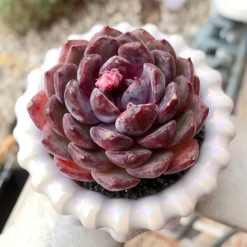 Miniatura 4 de Plantas suculentas vivas Echeveria Perle von Nürnberg, mini suculentas rojas de 3 pulgadas, raíz desnuda sin maceta, planta suculenta decoración
