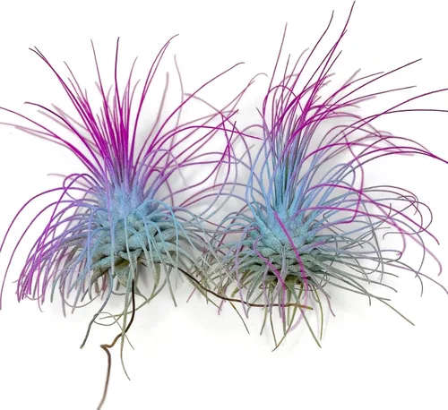 Planta de Aire Delgado, Tillandsia Viva de Guatemala, Llegada Saludable Garantizada, Excelente Planta de Interior, Decoración del Hogar y Regalo (2