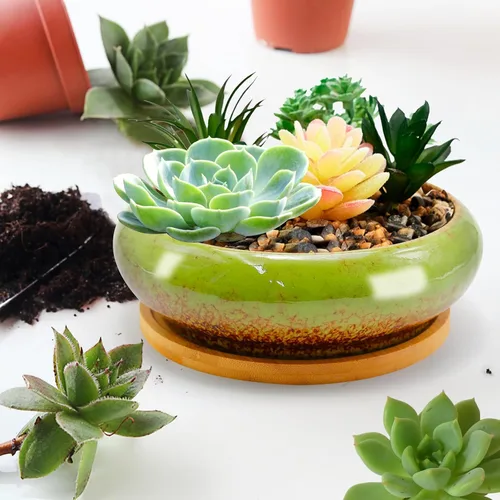 Miniatura 2 de Macetas de cerámica para bonsái de 7.4 pulgadas con bandejas poco profundas, macetas para suculentas con orificio de drenaje, macetas redondas Verde