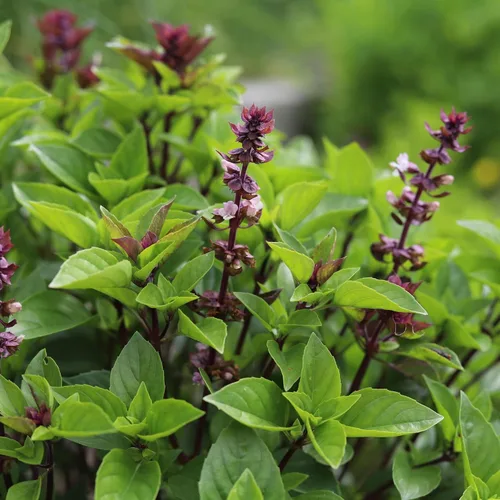 Miniatura 6 de Semillas de albahaca y canela para plantar, 1/4 onza más de 4,000 semillas de hierbas tradicionales sin OMG