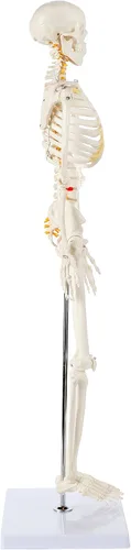 Miniatura 9 de Axis Scientific Mini modelo de esqueleto humano con soporte de metal, 31 pulgadas de alto con brazos y piernas extraíbles, fácil de montar, incluye