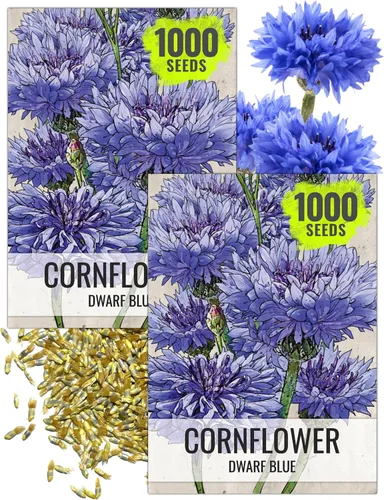 Miniatura 8 de Seed Needs, Semillas de aciano azul enano, 1500 semillas para plantar Centaurea cyanus, flores silvestres polinizadas abiertas para cultivar un