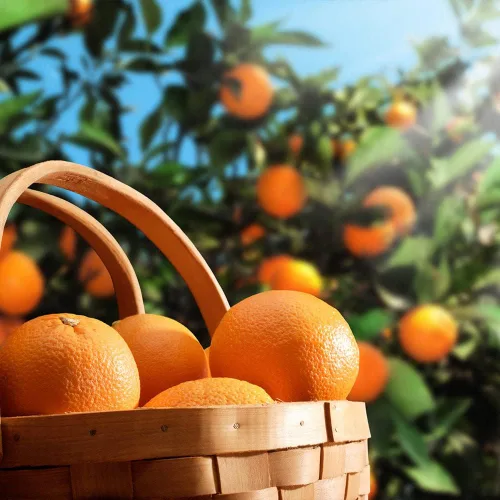 Miniatura 7 de Gardenera Mezcla de tierra de naranja prémium para naranjos saludables y productivos, perfecta para plantar, plantar y replantar