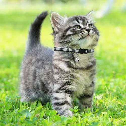 Miniatura 5 de Collar de gato MJIYA con campana, collar de cuadrícula separable con hebilla de plástico, ligero ajustable, de nailon, collares de gatito
