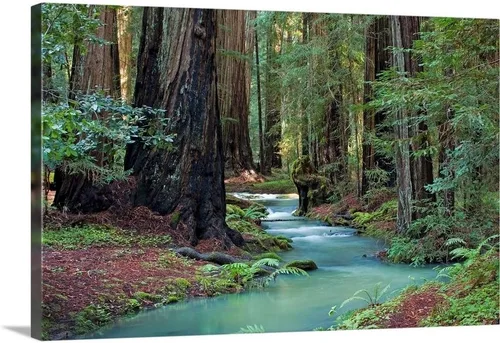 Redwood Forest II - Lienzo decorativo para pared, diseño de árbol 2-Lienzo envuelto