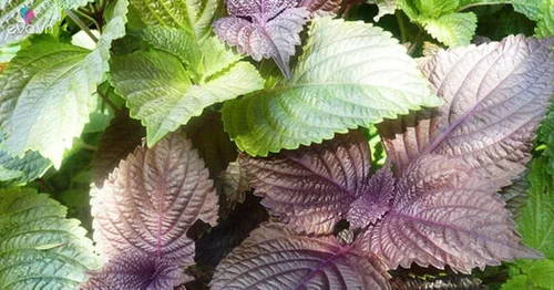 Miniatura 3 de 1000 Semillas de Perilla Vietnamita (Perilla Frutescens) Temporada Cálida Anual, Shiso (), Hierba asiática
