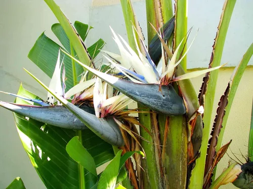 Miniatura 3 de Pájaro blanco del paraíso 3 plantas vivas Strelitzia Nicolai Hermoso ejemplar de follaje raro