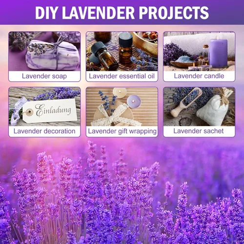 Miniatura 3 de Timoo - Paquetes de lavanda seca 100 % naturales, flores secas de lavanda para decoración del hogar, accesorios para fotos, fragancia del hogar