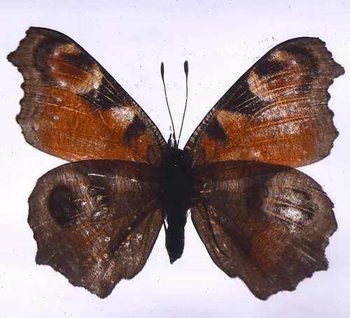 Miniatura 23 de Mariposa Bluebottle real de 2.9 pulgadas en resina de Lucite transparente, grafio, sarpedón, colección de manualidades para biología, ciencias