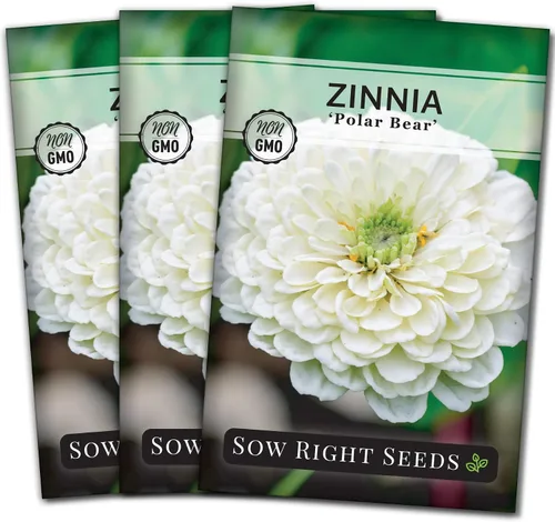 Sow Right Seeds - Semillas de flores de oso polar Zinnia para plantar - Hermosas flores para plantar en el jardín de tu casa - Paquete de reliquia