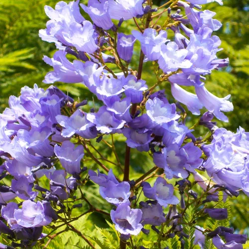 Jacaranda Tree Seeds 100pcs – Impresionante bonsái de flores azules, tolerantes a la sequía y de fácil cultivo para jardines vibrantes