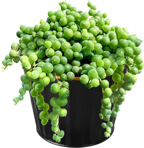 Sprout N Green Cadena de perlas de 4 pulgadas con maceta de metal negro, planta suculenta viva para el hogar, oficina, boda, decoración colgante,