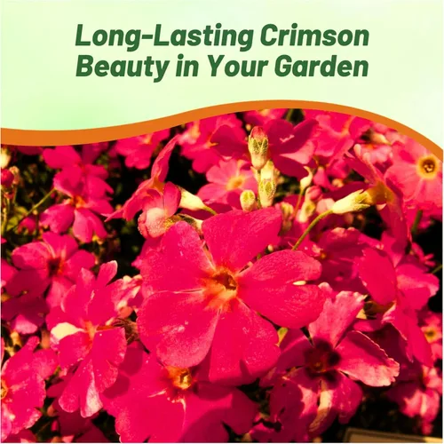 Miniatura 6 de Outsidepride 1000 Semillas Perennes Primula Crimson Fairy Primrose Flower Seeds para plantar Carmesí