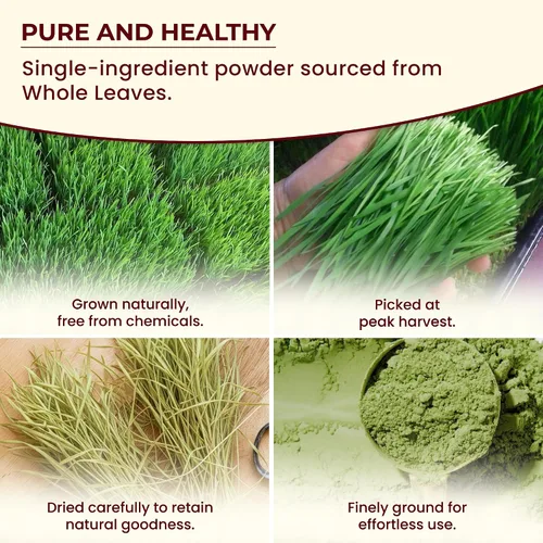 Miniatura 5 de Wheatgrass - Polvo de 1 libra – Hierba de trigo orgánica USDA de primera calidad, polvo verde molido fino para una mezcla suave, sin OMG, vegano