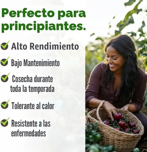 Miniatura 4 de HOME GROWN Cherokee Purple - Semillas de tomate púrpura más de 106 semillas tradicionales no transgénicas para plantar, alta germinación