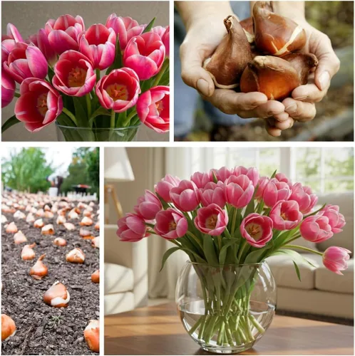 Miniatura 2 de Big Love - Bulbos de tulipán rosa para plantar, fáciles de cultivar (20 bombillas)