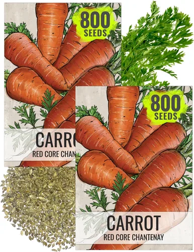 Seed Needs Red Core Chantenay Carrot Seeds to Plant Heirloom 2 Packs