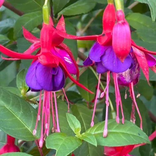 Miniatura 2 de 200 semillas fucsias perennes colgantes, planta bonsái para interiores y exteriores, planta de jardín ornamental fácil de cultivar para balcón