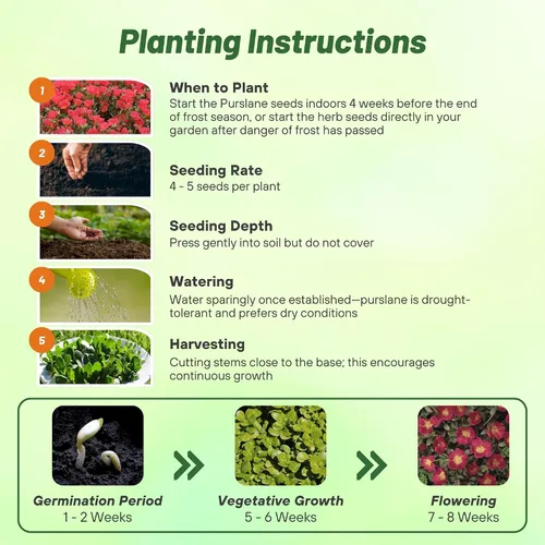 Miniatura 4 de Outsidepride Semillas de verdolaga escarlata para plantar, 50 unidades anuales, fáciles de cultivar, ricas en vitaminas y tolerantes a la sequía