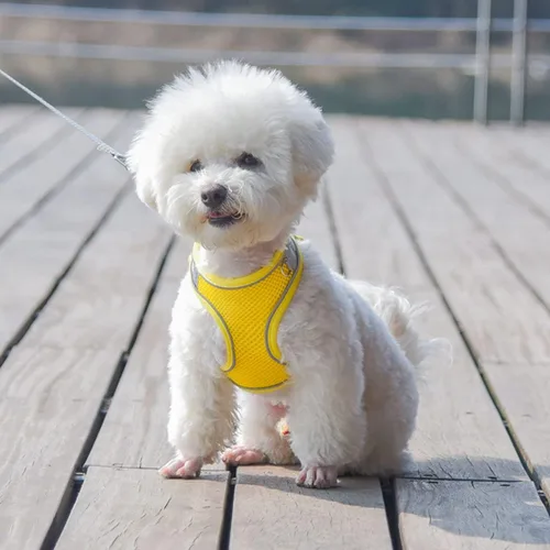 Miniatura 5 de Juego de arnés y correa para perro pequeño, arnés sin tirones para cachorros para caminar al aire libre, chaleco reflectante de malla transpirable
