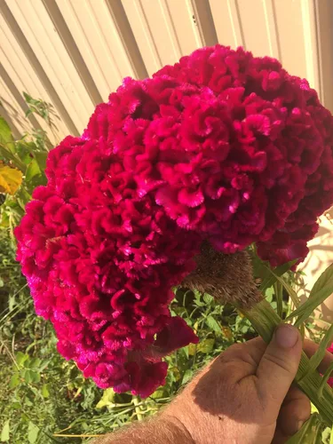Miniatura 4 de 1025-Cockscomb Celosia Giant (C. argentea) Semillas por Robsrareandgiantseeds UPC0764425786658 Sin OMG, orgánicas, plantas históricas, 1025 paquete