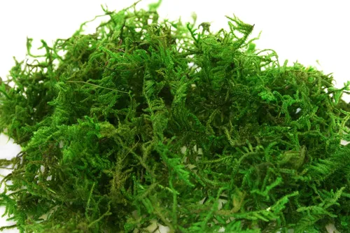 Miniatura 2 de SuperMoss musgo de montaña conservado, Verde fresco