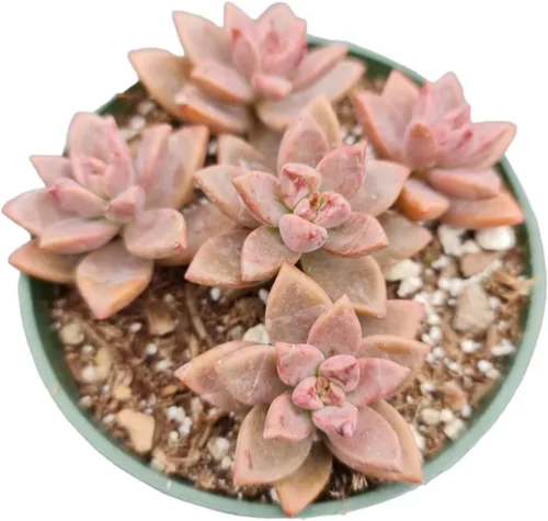 Miniatura 9 de Plantas suculentas vivas (maceta de 2 pulgadas Echeveria Lovely Rose)