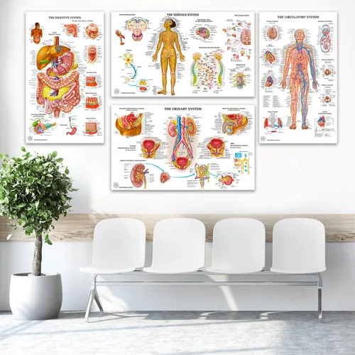 Miniatura 2 de 11 pósteres de anatomía humana - Carteles médicos, esqueléticos, masculinos femeninos, musculares, circulatorios, linfáticos, reproductivos
