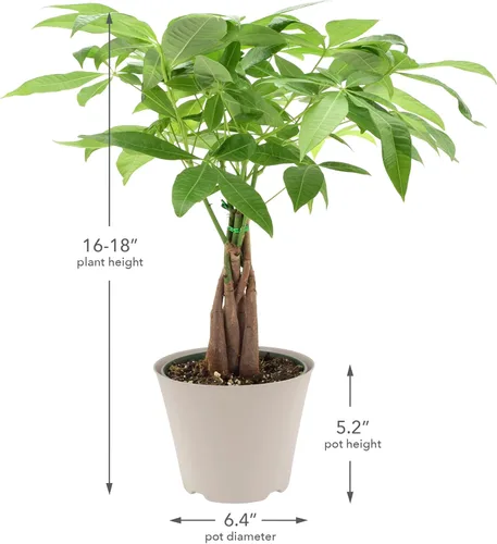 Miniatura 7 de LV64 Árbol del dinero trenzado vivo Pachira Aquatica Planta de interior en maceta de plástico de la marca Arcadia Garden Product's, regalo
