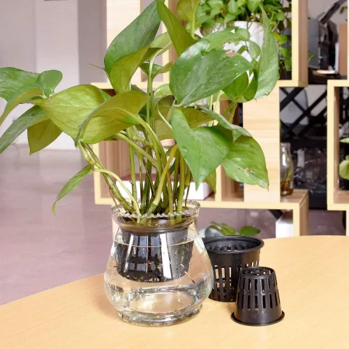Miniatura 7 de Panxxsen Paquete de 50 macetas de red de 3 pulgadas para hidroponía, tazas de red de malla ranurada para orquídeas acuapónicas, verduras, cestas
