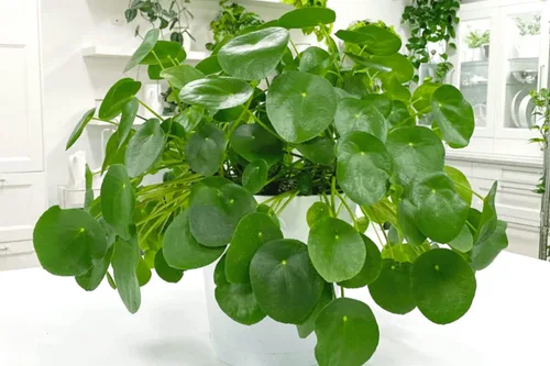 Miniatura 2 de Juego de 2 plantas de dinero vivas Pilea Peperomioides, de 4 a 6 pulgadas de largo, plantas de dinero vivo para jardín