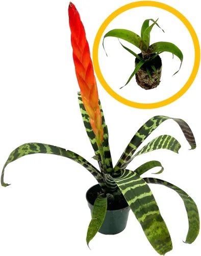Miniatura 14 de ragnaroc Plantas vivas – Bromelia Billbergia Casa Blanca, 8-12" en maceta de 4" - 1 unidad - Llegada viva garantizada - Plantas