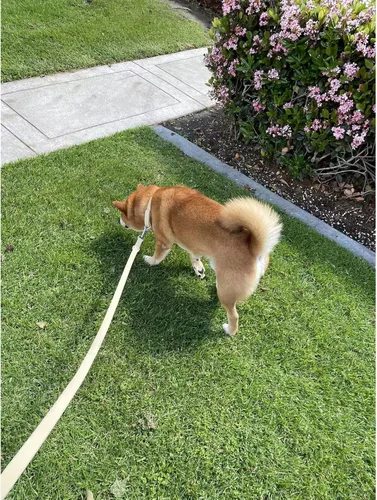 Miniatura 6 de ZALER Collar para perro impermeable, collares ajustables para perros a prueba de olores fáciles de limpiar, collares para mascotas suaves y cómodos