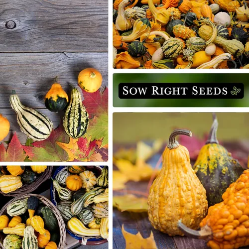 Miniatura 4 de Sow Right Seeds - Mezcla de semillas decorativas de pequeñas calabazas para plantar - Paquete de reliquia sin OMG con instrucciones para plantar