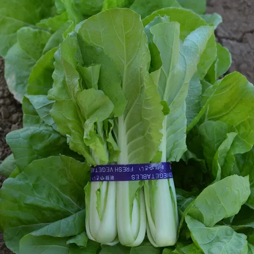Semillas de col - Pak Choi - QD- 2 Express - Híbrido - Paquete de 0.07 oz ~ 600 Semillas - Sin OMG, F1 Hybrid - Vegetal de jardín asiático