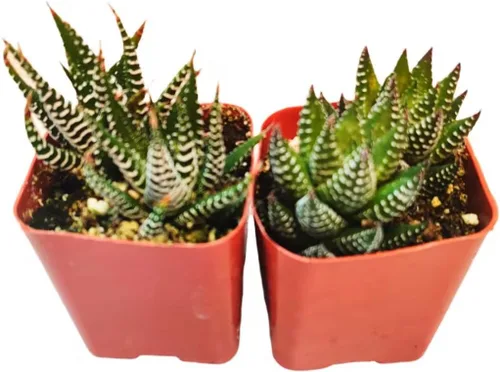 Miniatura 3 de Plantas de cactus suculentas vivas (juego de dos macetas de 2 pulgadas) (Crassula Estagnol Spiralis Starter)