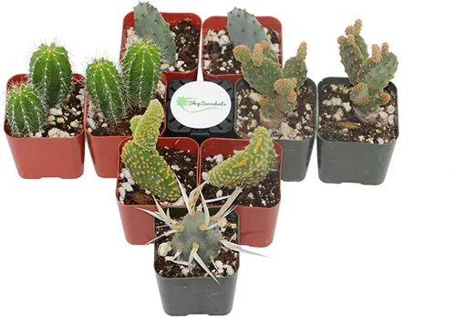 Miniatura 3 de Shop Succulents Colección Cool Cactus de plantas suculentas vivas, paquete variado seleccionado a mano de cactus Colección de macetas de 9 en 2
