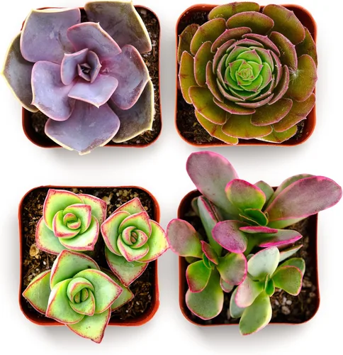Miniatura 6 de Shop Succulents Paquete de Plantas Suculentas Coloridas Maceta de Cultivo de 2" Paquete de 20