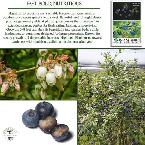 Miniatura 5 de Semillas de arándano Highbush (variedades del norte y del sur) - Más de 300 semillas sin OMG y reliquias, Vaccinium corymbosum, paisajes comestibles