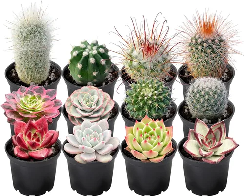 Plantas suculentas (paquete de 12), suculentas vivas totalmente enraizadas en macetas de cultivo de 2 pulgadas, planta de casa única en maceta para