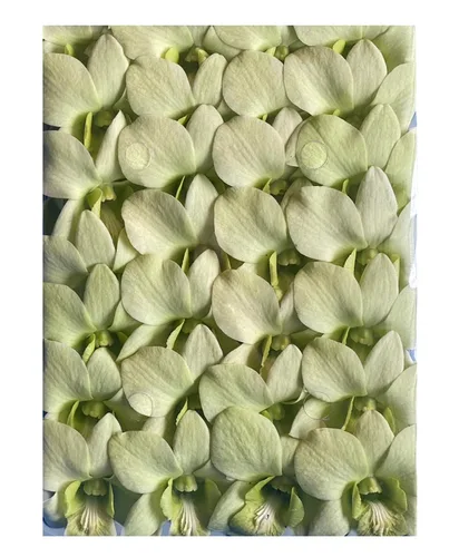 Miami Fresh Orchid Flower OrchidClub USA Sunne Tropical Loose Bloom Head DIY Lei Food Drink Decor GREEN (50 verde manzana)