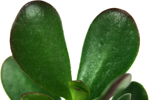 Miniatura 2 de Crassula ovata 'Planta de Jade