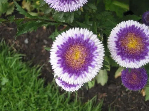 Miniatura 4 de Semillas Aster Moon Mix Flores Anuales