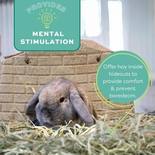 Miniatura 13 de Oxbow Western Timothy Hay para Mascotas Pequeñas – Heno de Hierba Totalmente Natural para Conejos, Cobayas y Chinchillas – Alto en Fibra