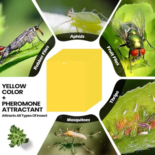 Miniatura 6 de Qualirey 500 trampas adhesivas amarillas de 6 x 8 pulgadas para mosquitos, trampas adhesivas de doble cara para interiores y exteriores, atrapa