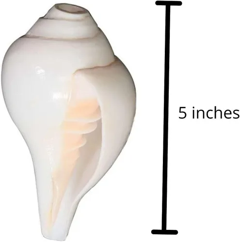 Miniatura 2 de Himalayan Craft Loud Blowing Original Conch Shankh 5 pulgadas grande blanco mejor para Pooja, decoración, meditación de sonido y curación concha