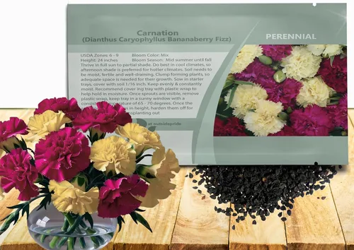 Miniatura 16 de Outsidepride Semillas de clavel magenta – 2000 piezas de semillas de flores perennes, fáciles de cultivar para plantar con flores fragantes, ideales