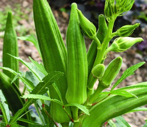 Semillas Verde Okra Bamia (Dedo de Señora) Vegetales sin OMG para plantar