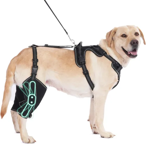 Soporte de cadera para perro para rehabilitación muscular con cuerda de tracción, diseño ajustable de cuatro extremidades para aliviar el dolor en